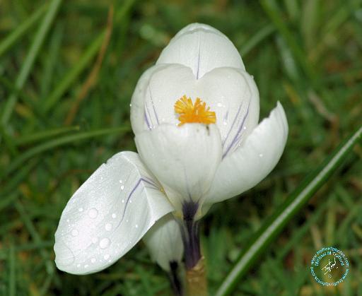 Crocus 8P77D-10.JPG